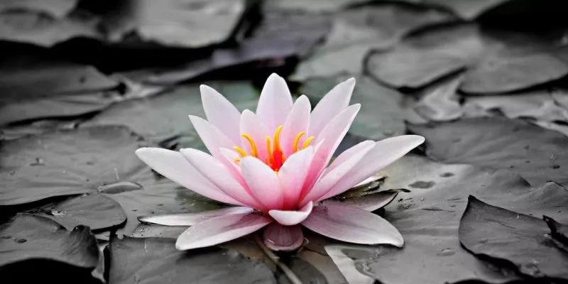 Illustration d'une lotus sur fond gris, pour imager l'alliance reiki et dépression.