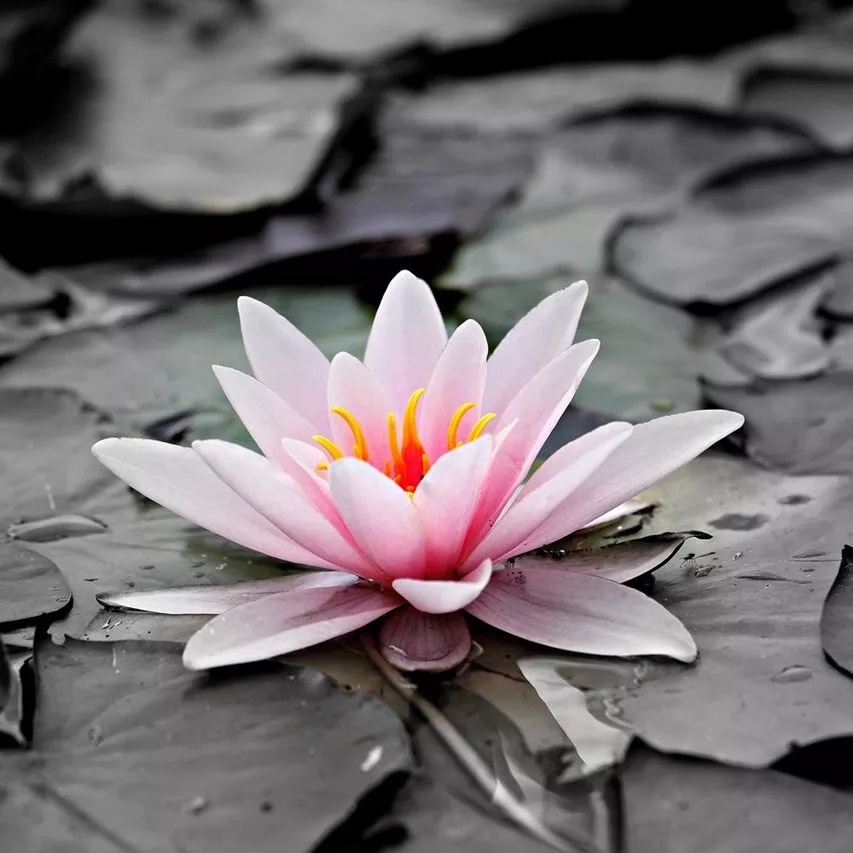 Illustration d'une lotus sur fond gris, pour imager l'alliance reiki et dépression.