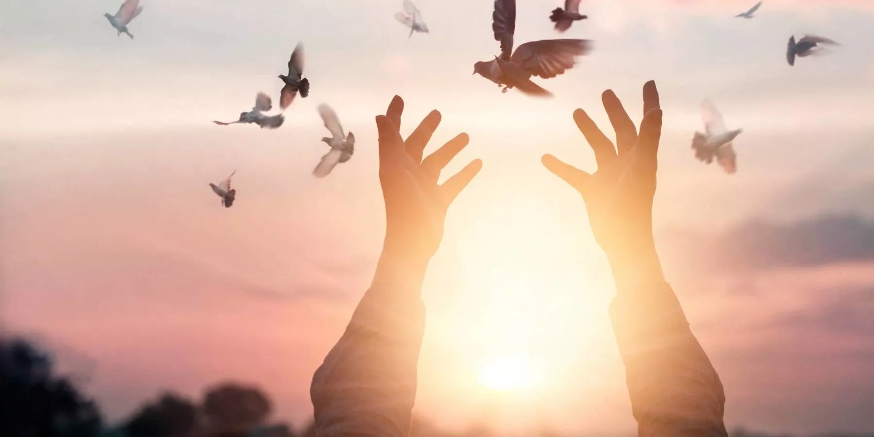 liberte-soleil-oiseaux